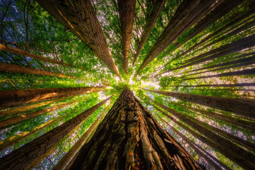 Photo of Redwood trees taken from the bottom. The trees are blocking off the sky and feel daunting.