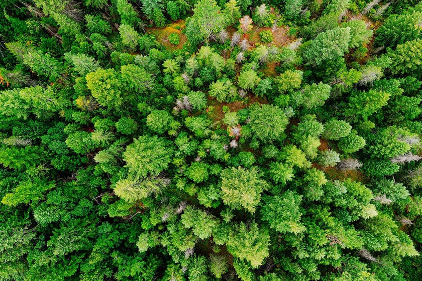 biodiversity-pexels-kelly-1179532-2696134 Aerial view of pine trees